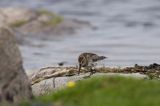 biegus zmienny Calidris alpina