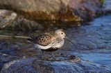 biegus zmienny, Calidris alpina, dunlin