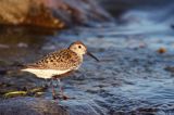 biegus zmienny, Calidris alpina, dunlin