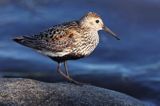 biegus zmienny, Calidris alpina, dunlin