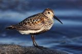 biegus zmienny, Calidris alpina, dunlin