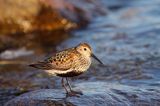 biegus zmienny, Calidris alpina, dunlin