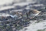 biegus zmienny, Calidris alpina, dunlin, Bałtyk