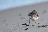 biegus zmienny, Calidris alpina, dunlin, Bałtyk