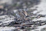 biegus zmienny, Calidris alpina, dunlin, Bałtyk