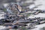 biegus zmienny, Calidris alpina, dunlin, Bałtyk