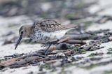 biegus zmienny, Calidris alpina, dunlin, Bałtyk