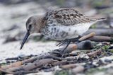 biegus zmienny, Calidris alpina, dunlin, Bałtyk