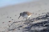 biegus zmienny, Calidris alpina, dunlin, Bałtyk