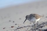 biegus zmienny, Calidris alpina, dunlin, Bałtyk