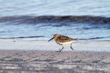 biegus zmienny, Calidris alpina, dunlin, Bałtyk