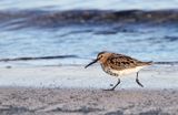 biegus zmienny, Calidris alpina, dunlin, Bałtyk