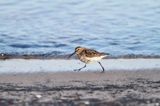 biegus zmienny, Calidris alpina, dunlin, Bałtyk