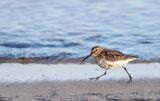 biegus zmienny, Calidris alpina, dunlin, Bałtyk