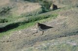 Biegus zmienny Calidris alpina)