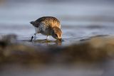 Biegus zmienny, Calidris alpina