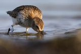 Biegus zmienny, Calidris alpina