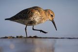 Biegus zmienny, Calidris alpina