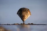 Biegus zmienny, Calidris alpina