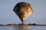 Biegus zmienny, Calidris alpina