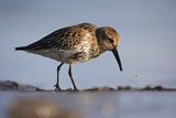 Biegus zmienny, Calidris alpina