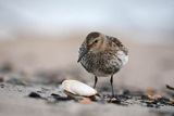 Biegus zmienny, Calidris alpina