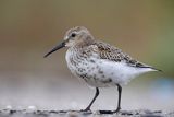 Biegus zmienny, Calidris alpina