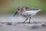 Biegus zmienny, Calidris alpina