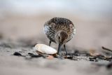 Biegus zmienny, Calidris alpina