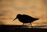 Biegus zmienny, Calidris alpina