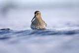 Biegus zmienny, Calidris alpina