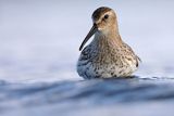 Biegus zmienny, Calidris alpina