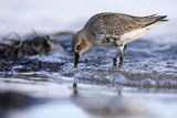 Biegus zmienny, Calidris alpina