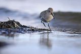 Biegus zmienny, Calidris alpina