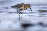 Biegus zmienny, Calidris alpina