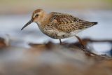 Biegus zmienny, Calidris alpina