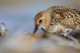 Biegus zmienny, Calidris alpina