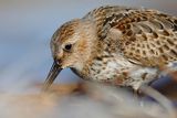 Biegus zmienny, Calidris alpina