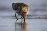 Biegus zmienny, Calidris alpina