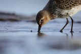 Biegus zmienny, Calidris alpina