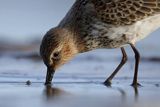 Biegus zmienny, Calidris alpina