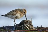 Biegus zmienny, Calidris alpina