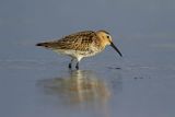 Biegus zmienny, Calidris alpina