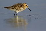 Biegus zmienny, Calidris alpina