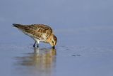 Biegus zmienny, Calidris alpina