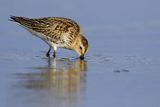 Biegus zmienny, Calidris alpina