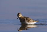 Biegus zmienny, Calidris alpina