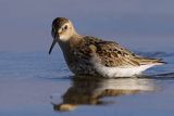 Biegus zmienny, Calidris alpina