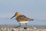 Biegus zmienny, Calidris alpina