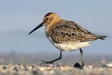 Biegus zmienny, Calidris alpina